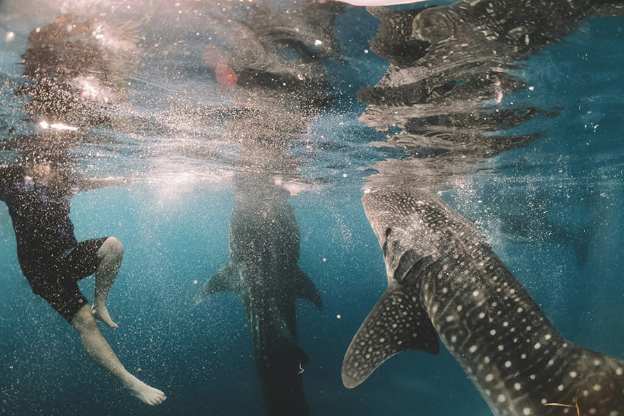 cameron-armstrong-wPSwjBLizds-unsplash