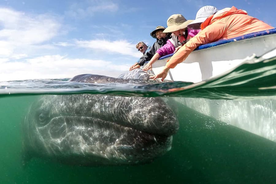 friendly-gray-whale-baja