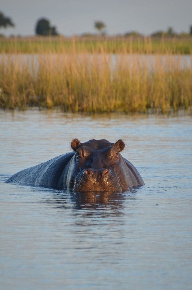 chobe